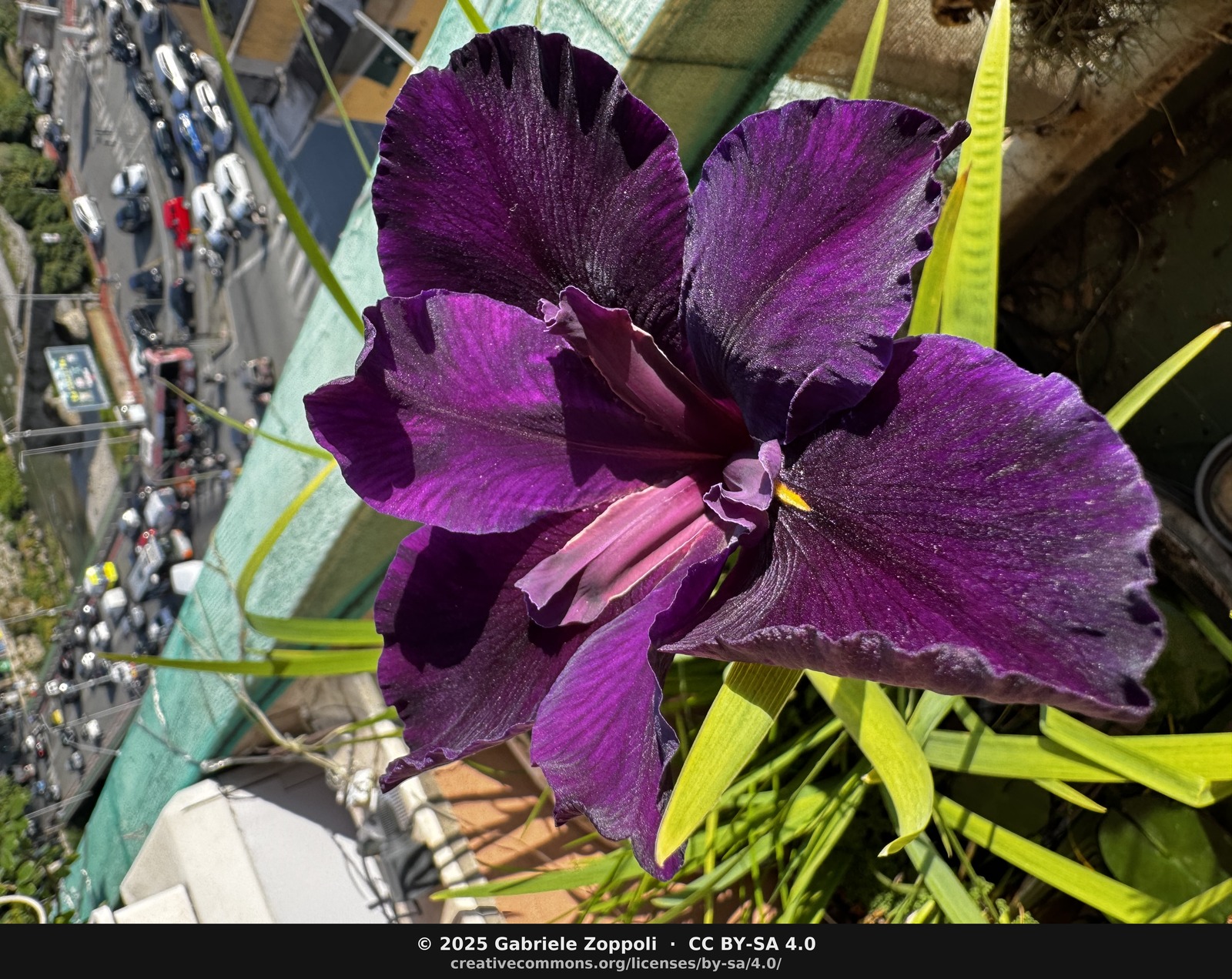 Iris louisiana 'Bout Midnight'