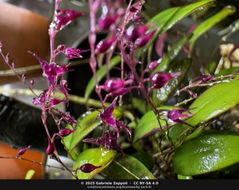 Lepanthopsis astrophora