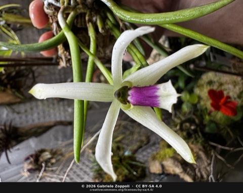 Leptotes bicolor