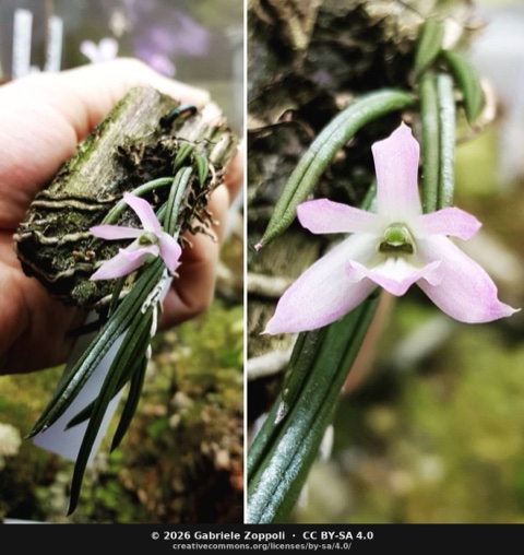 Leptotes unicolor