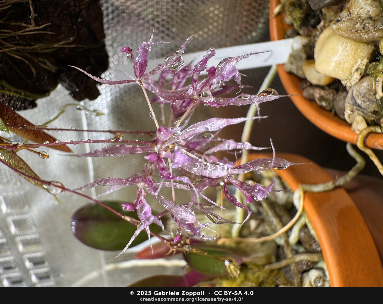 Macroclinium manabinum