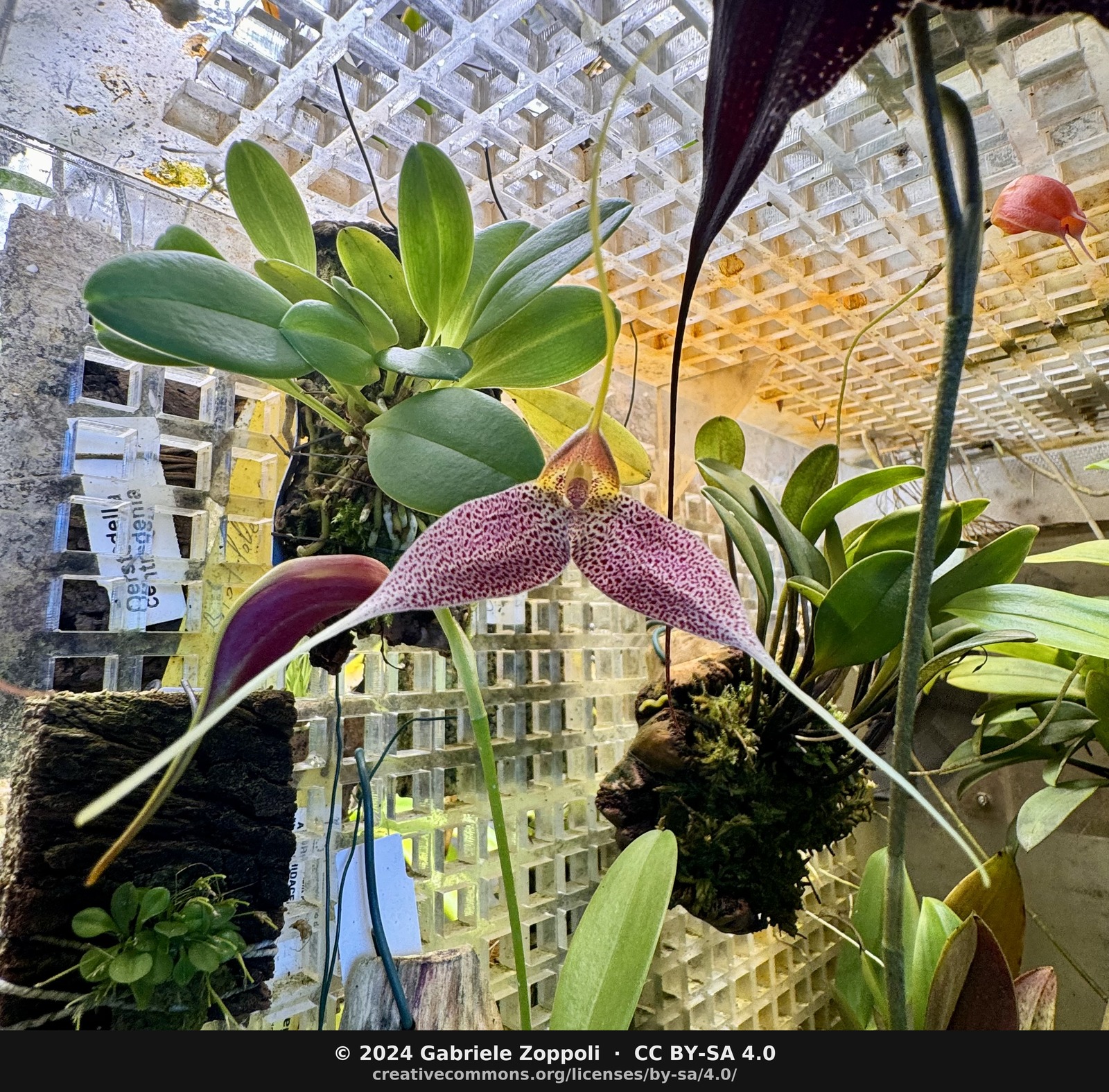 Masdevallia decumana