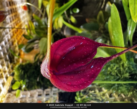 Masdevallia Devil's Heart