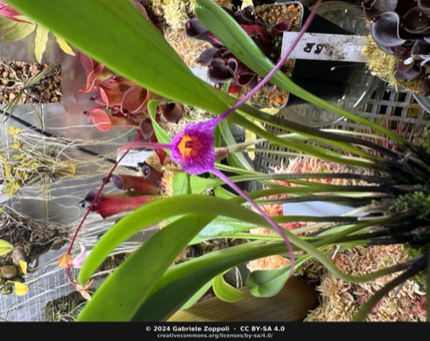 Masdevallia glandulosa