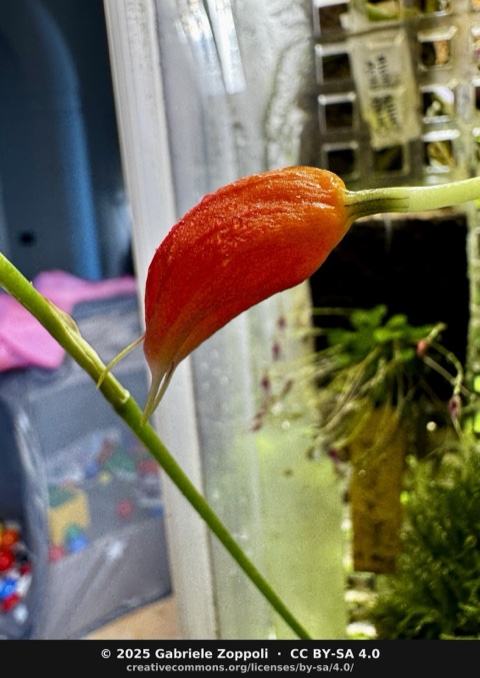 Masdevallia lucernula