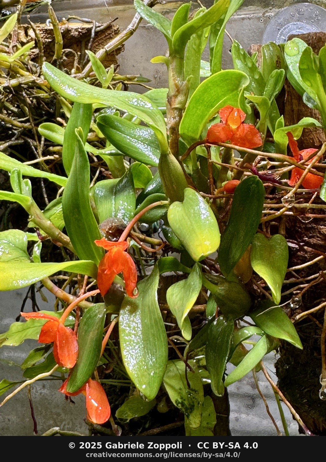 Maxillaria sophronitis