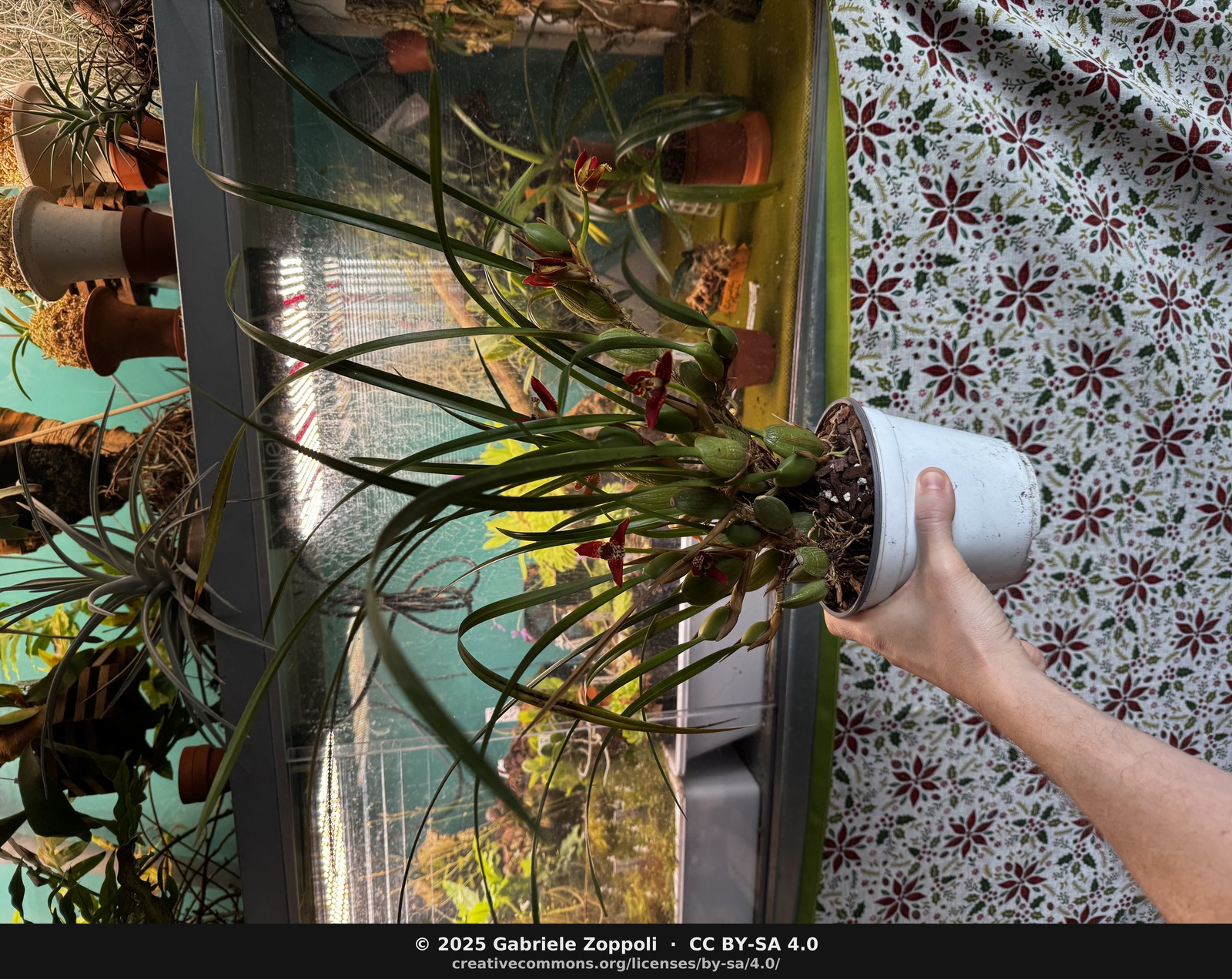 Maxillaria tenuifolia