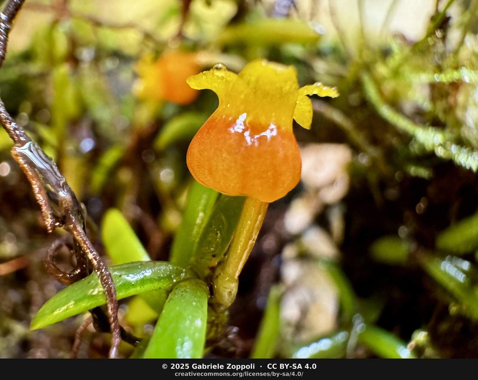 Mediocalcar decoratum