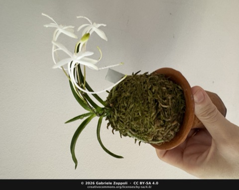 Neofinetia falcata