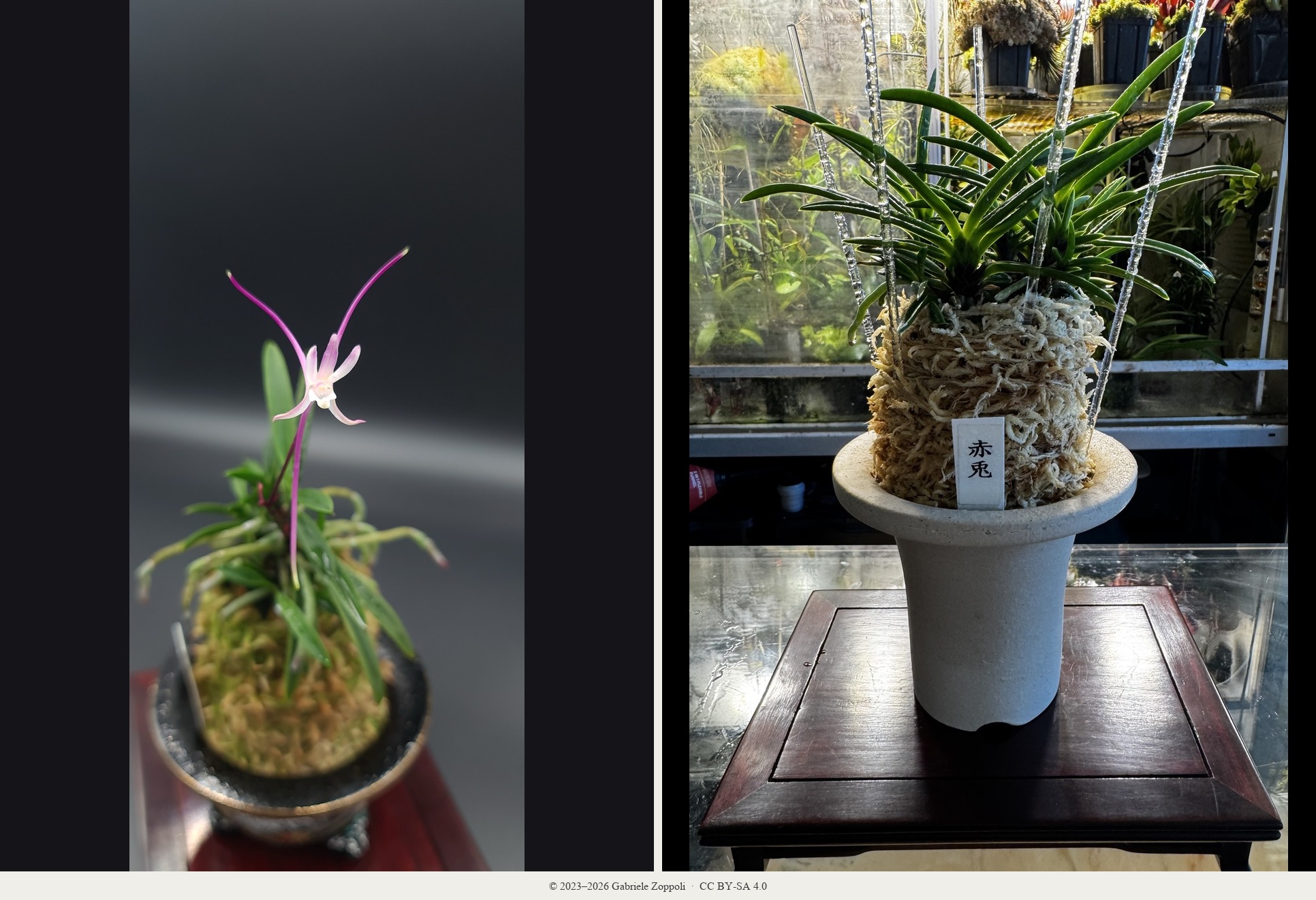 Neofinetia falcata 'Akausagi' (赤兎)