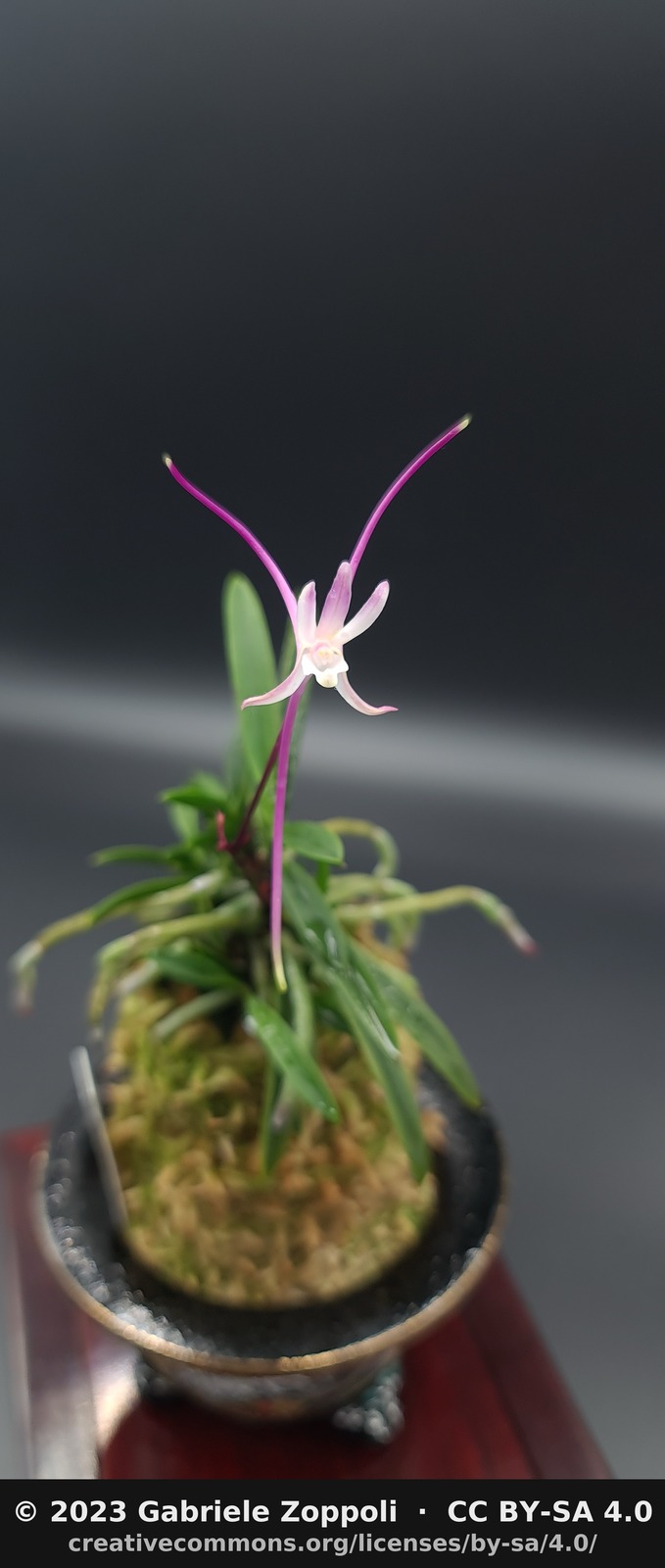 Neofinetia falcata 'Akausagi' (赤兎)