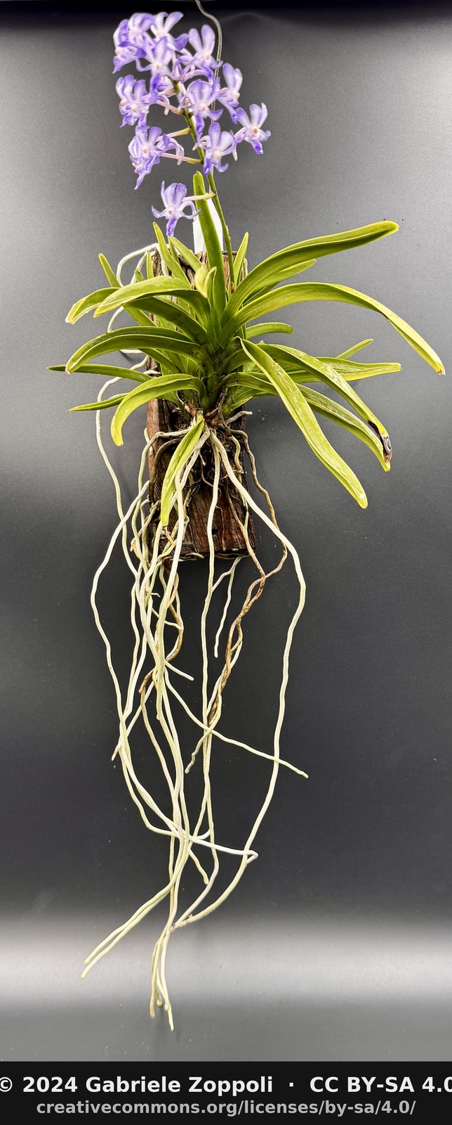 Neostylis Lou Sneary