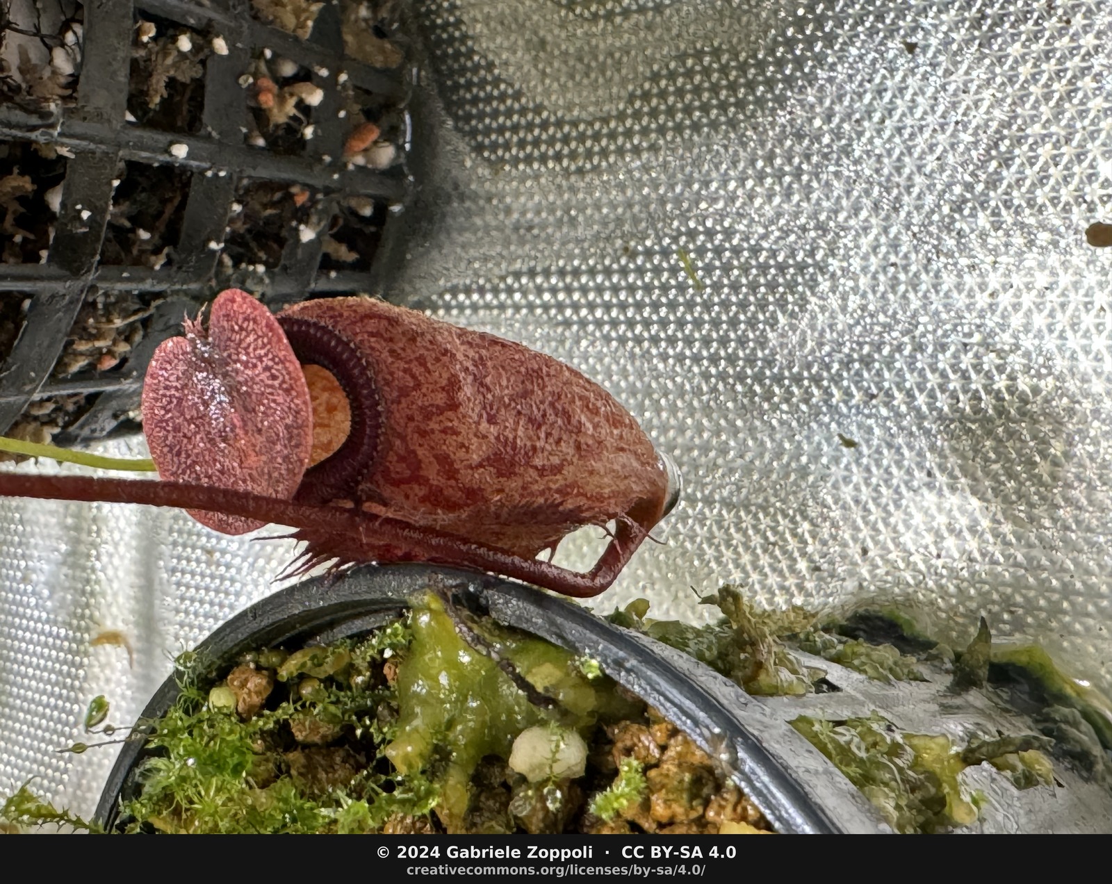 Nepenthes argentii