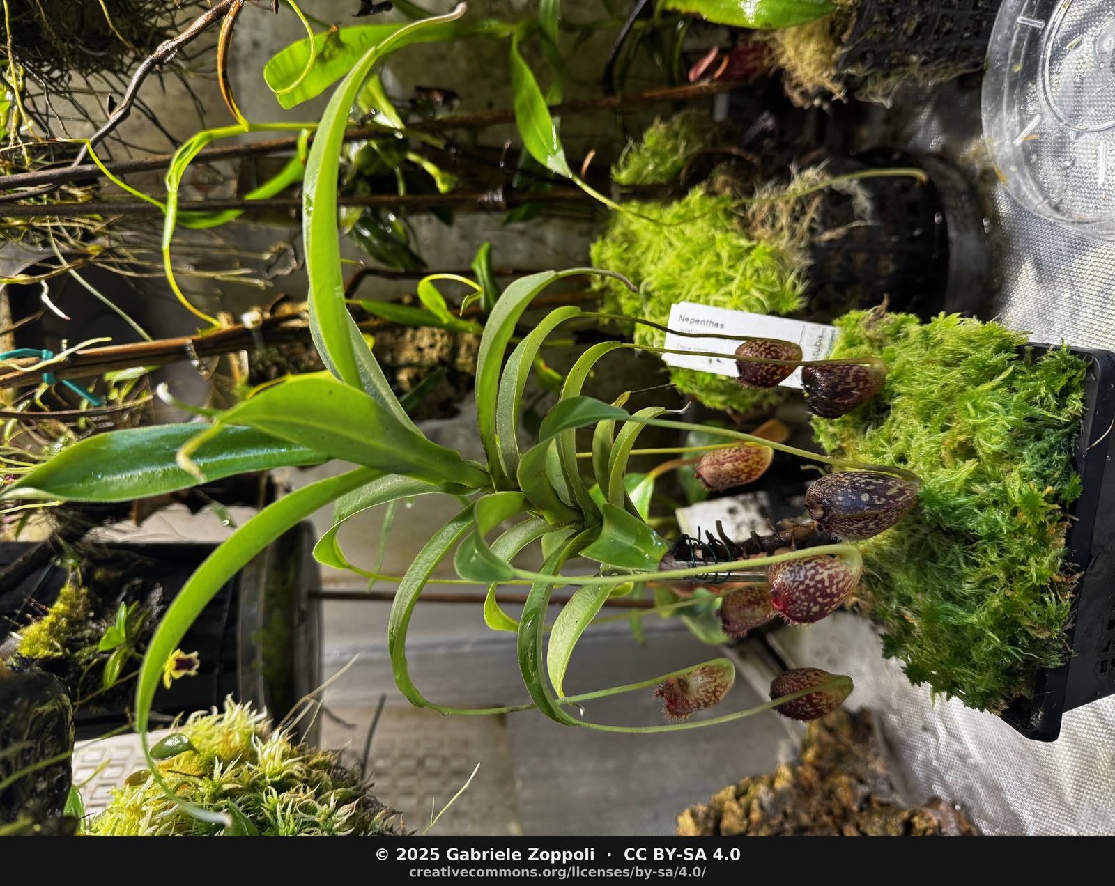 Nepenthes aristolochioides (Sumatra) CloneNM03