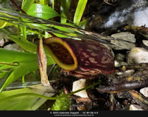 Nepenthes glabrata