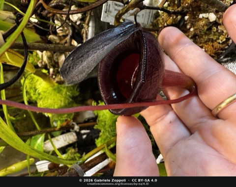 Nepenthes jamban