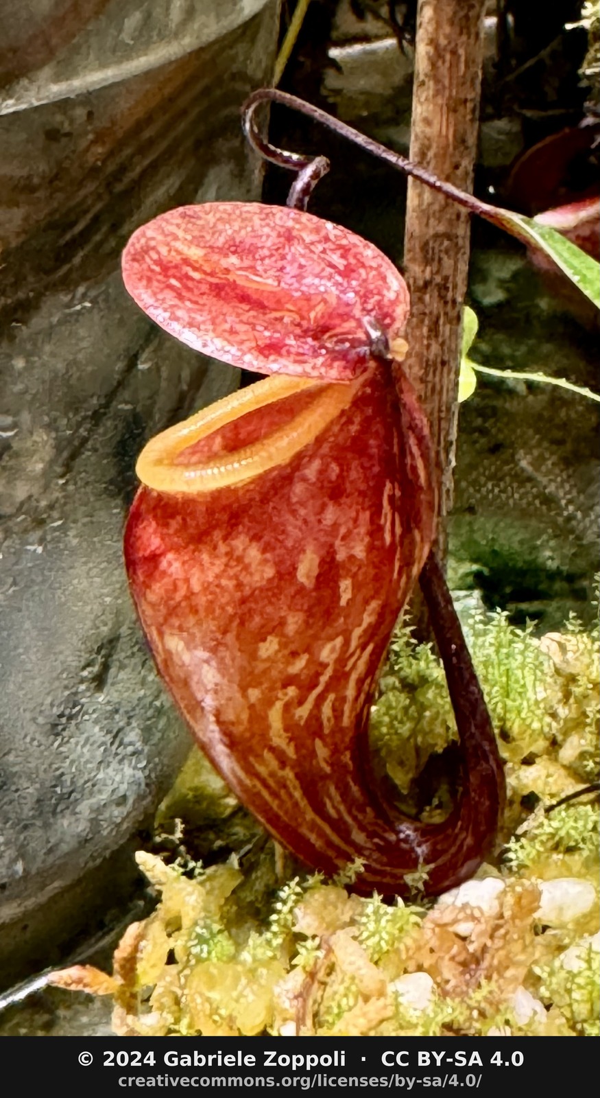 Nepenthes pitopangii 'Ivory Colored Form' Clone01