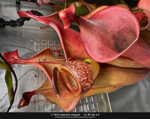 Nepenthes tenuis 'Reddish Leaves' (West Sumatra)