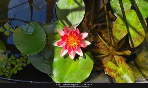 Nymphaea 'Indiana'