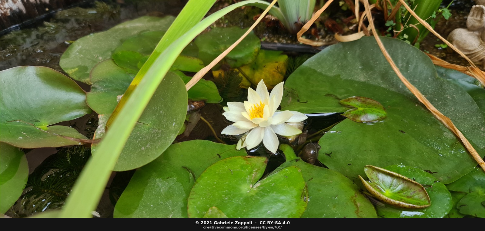 Nymphaea pygmaea Helvola