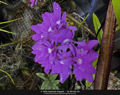 Oerstedella centradenia