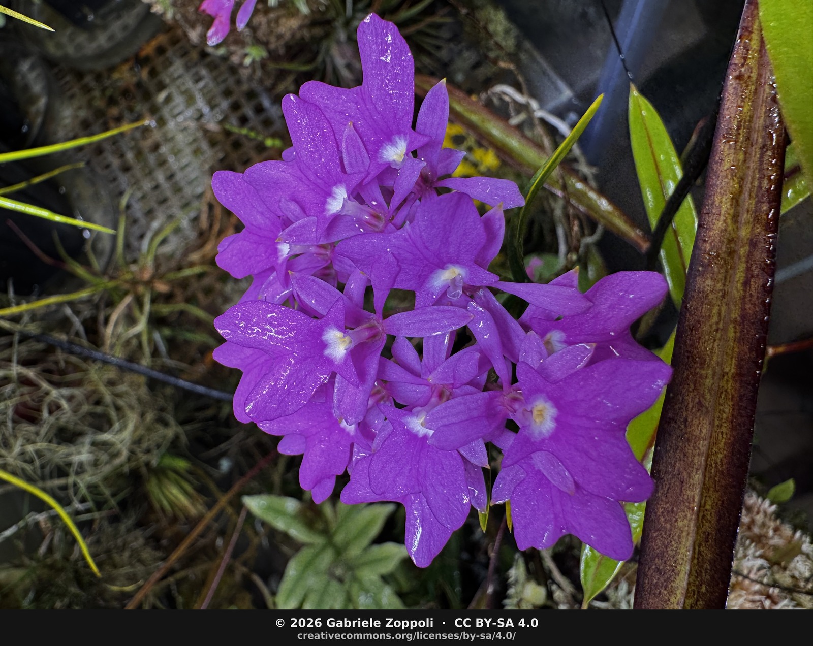 Oerstedella centradenia