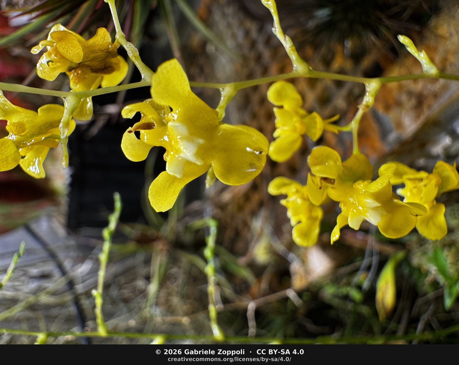 Oncidium cheirophorum
