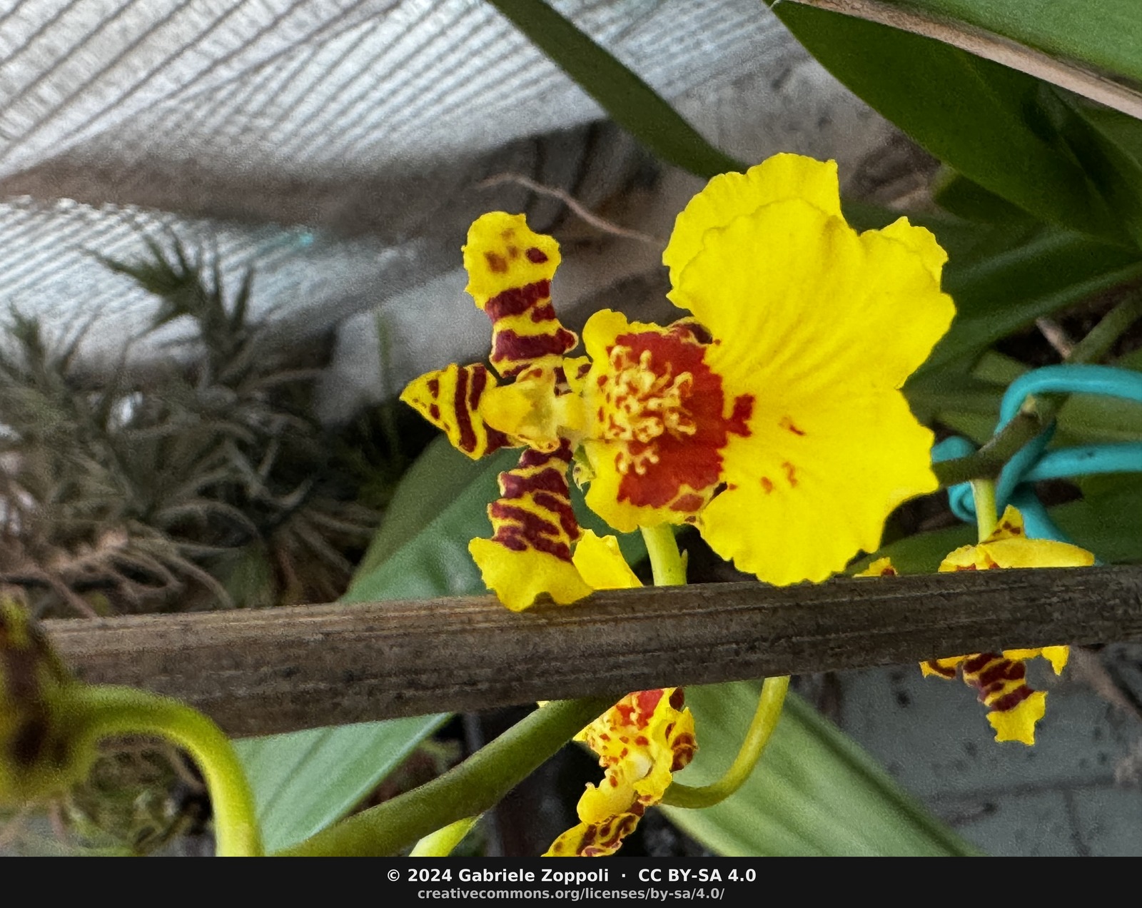Oncidium eurycline