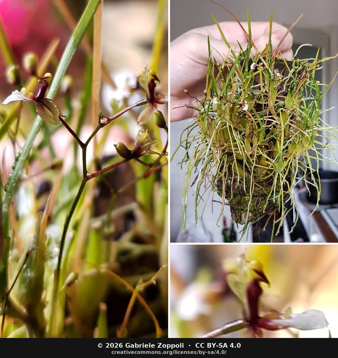 Ornitophora radicans