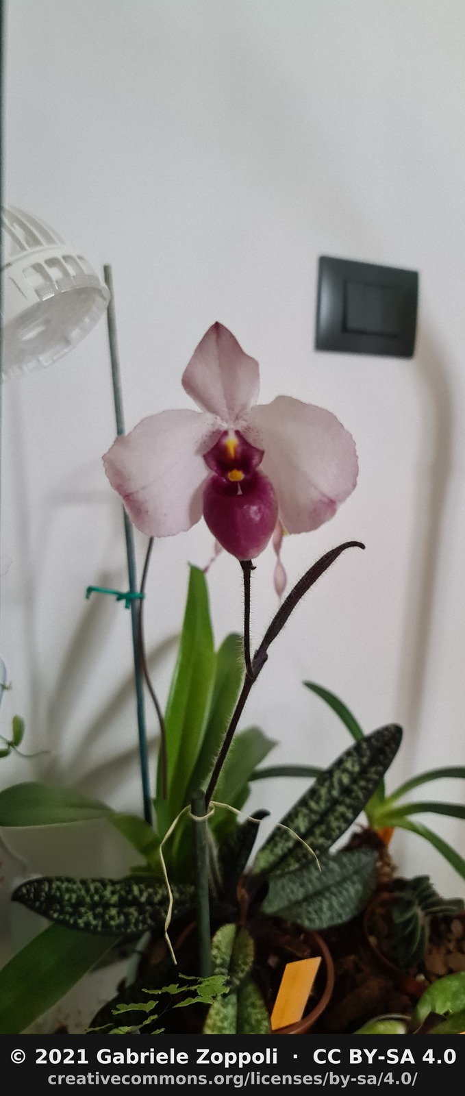 Paphiopedilum delenatii vinicolor