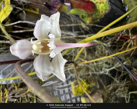Papilionanthe teres