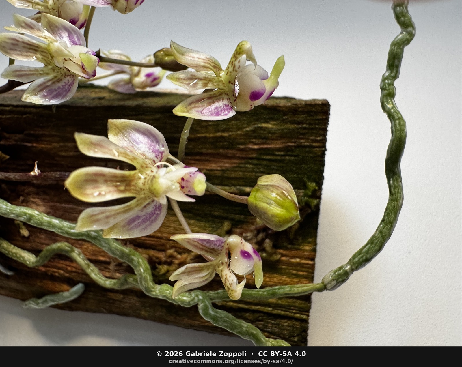 Phalaenopsis finleyi