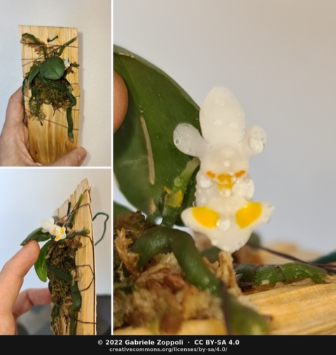 Phalaenopsis lobbii