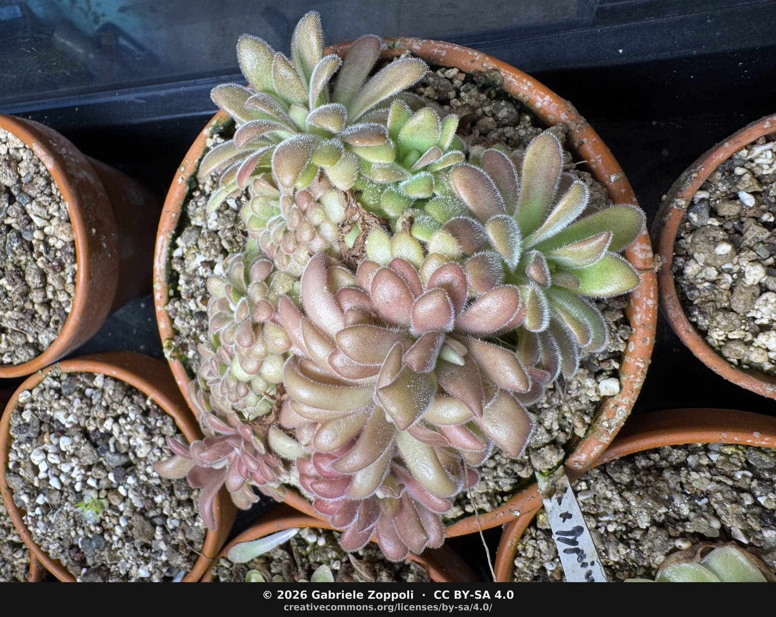 Pinguicula agnata x gypsicola