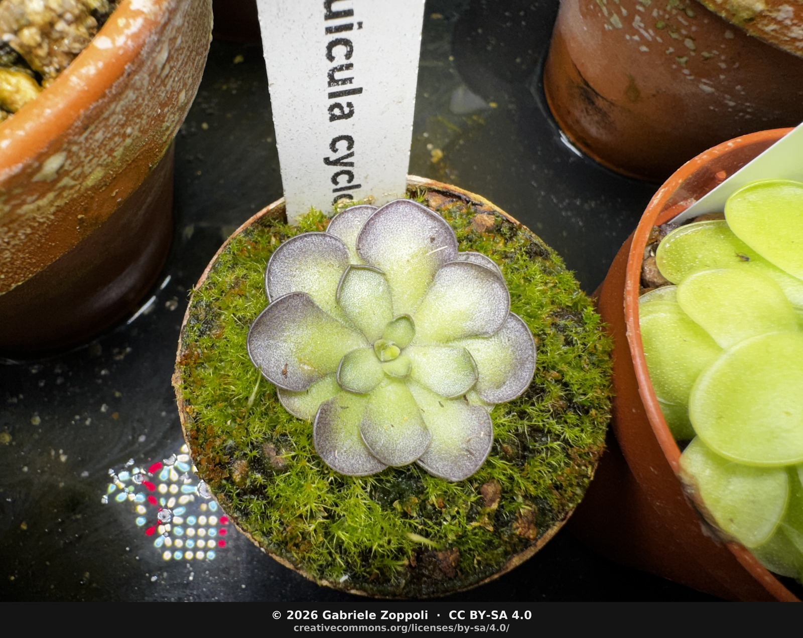 Pinguicula cyclosecta