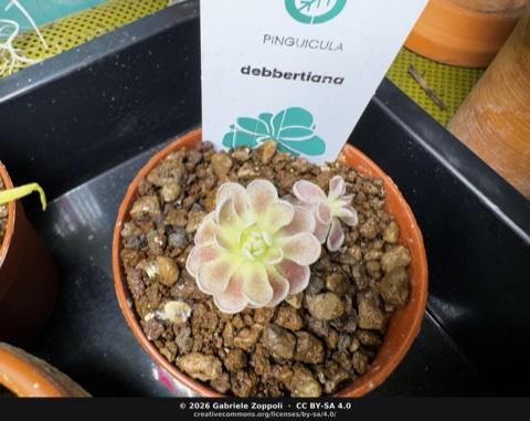 Pinguicula debbertiana