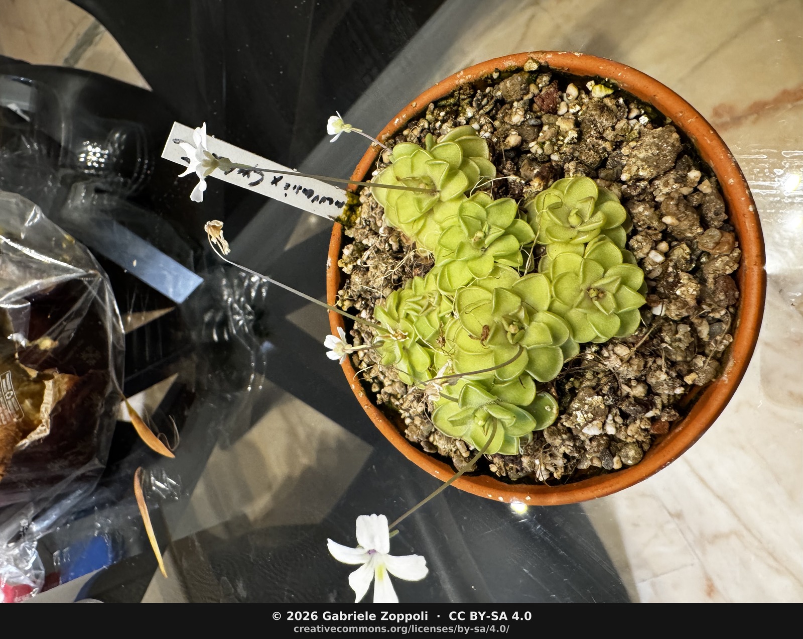 Pinguicula jaumavensis x cyclosecta