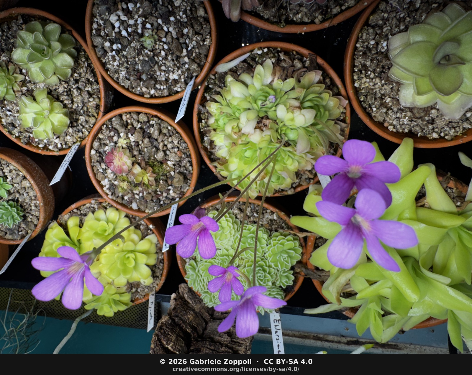 Pinguicula 'Marciano' (heterophylla × 'Weser')