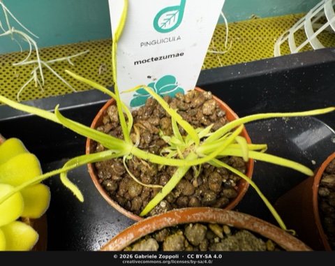 Pinguicula moctezumae