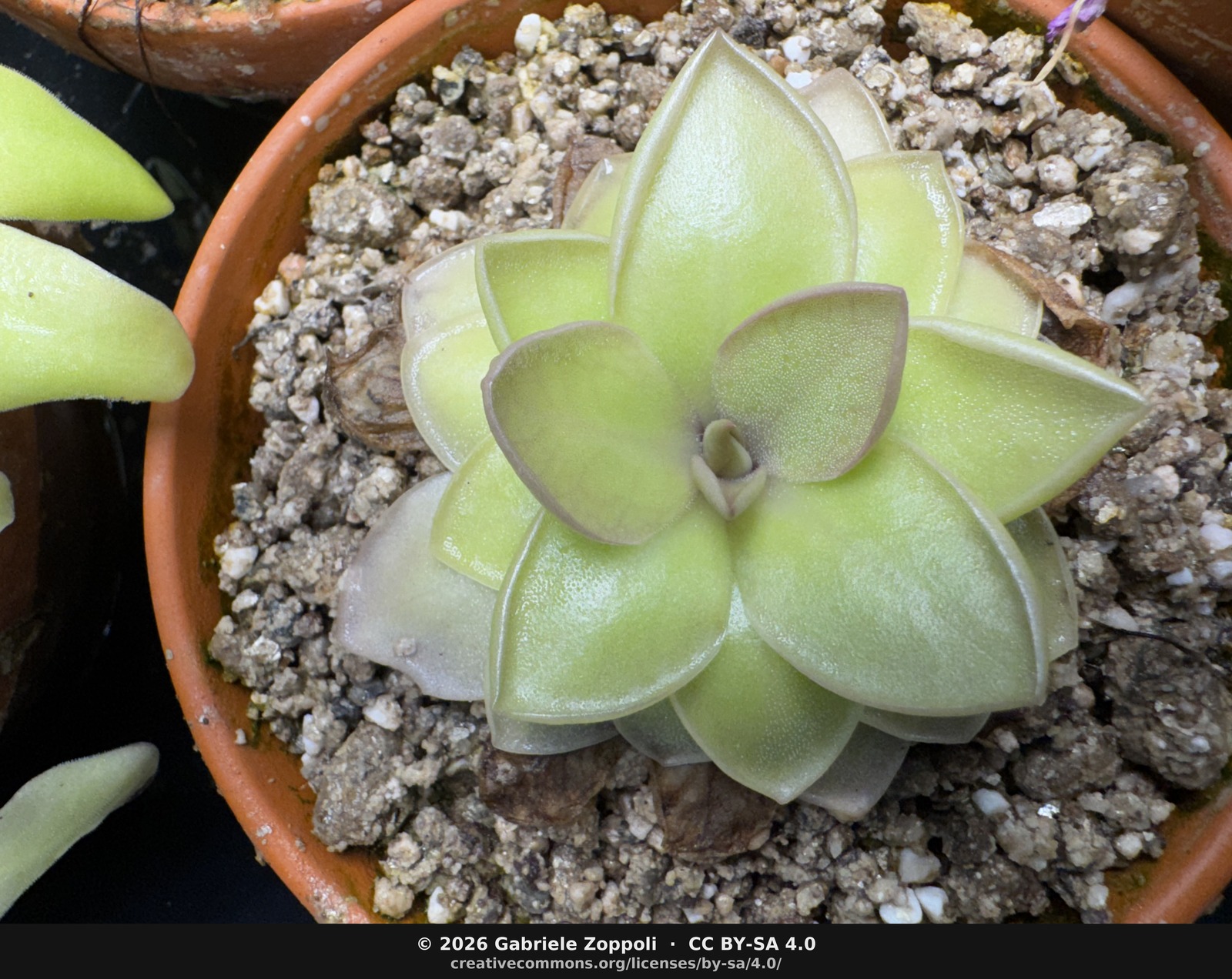 Pinguicula rectifolia