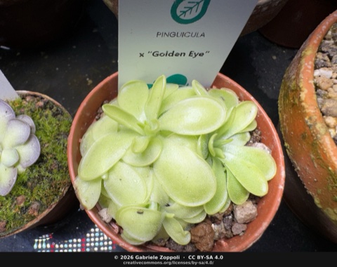 Pinguicula × 'Golden Eye' (BCP)