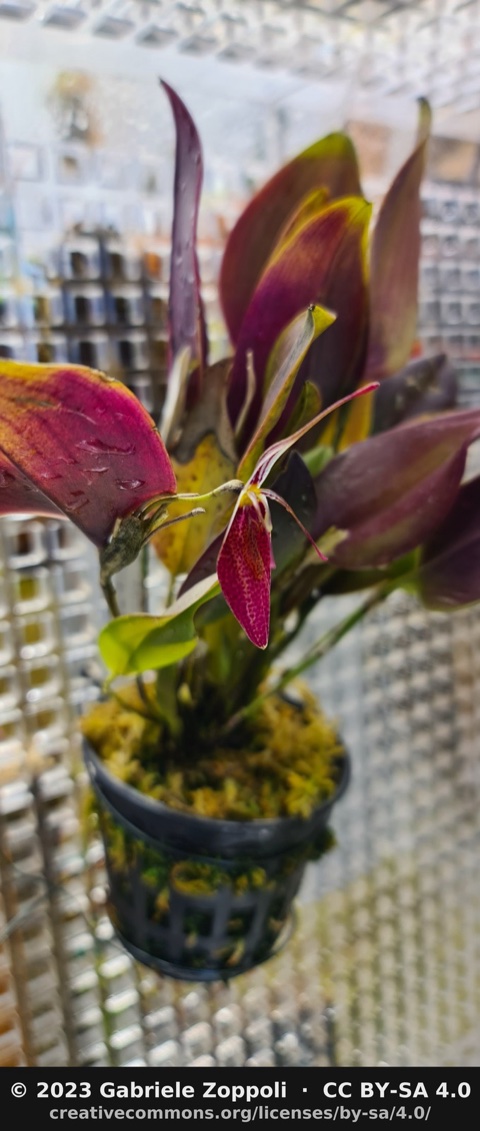 Restrepia sanguinea