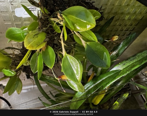 Restrepia vasquezii