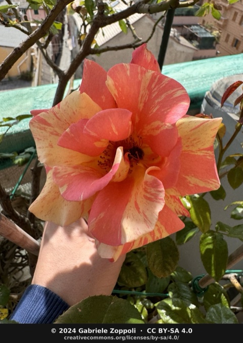 Rosa 'Sorbet Fruité'