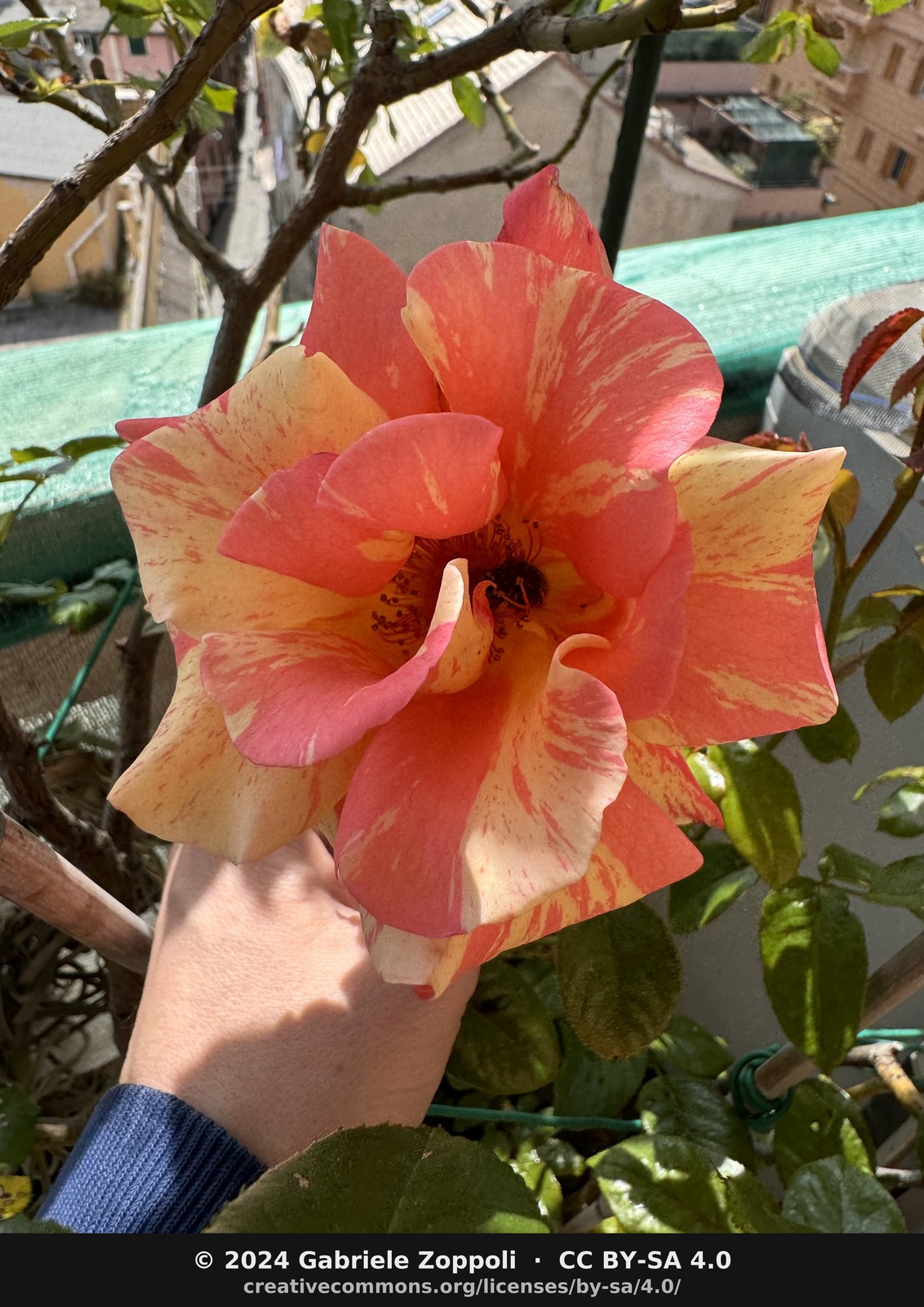 Rosa 'Sorbet Fruité'