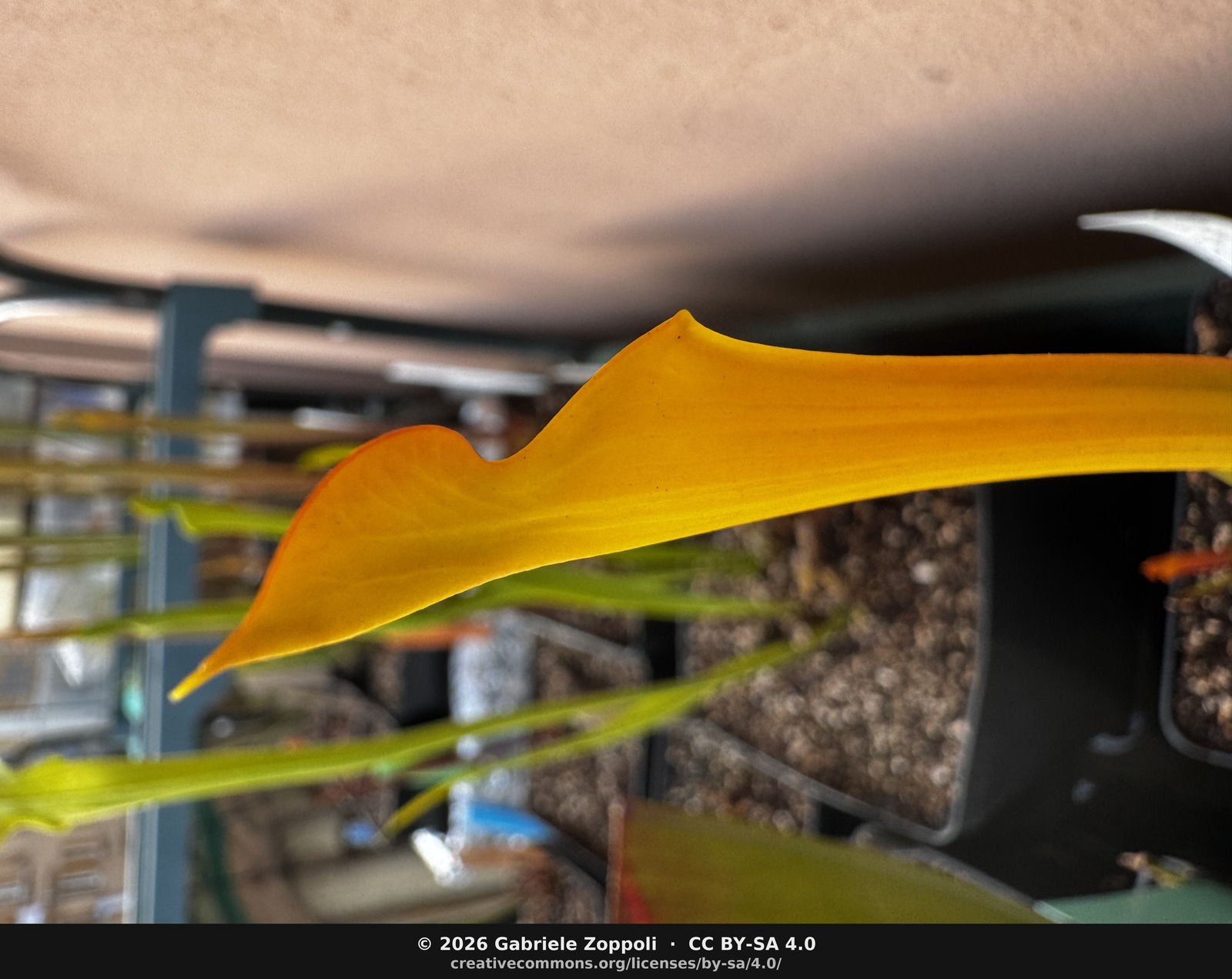 Sarracenia flava var. flava 'Goldie'