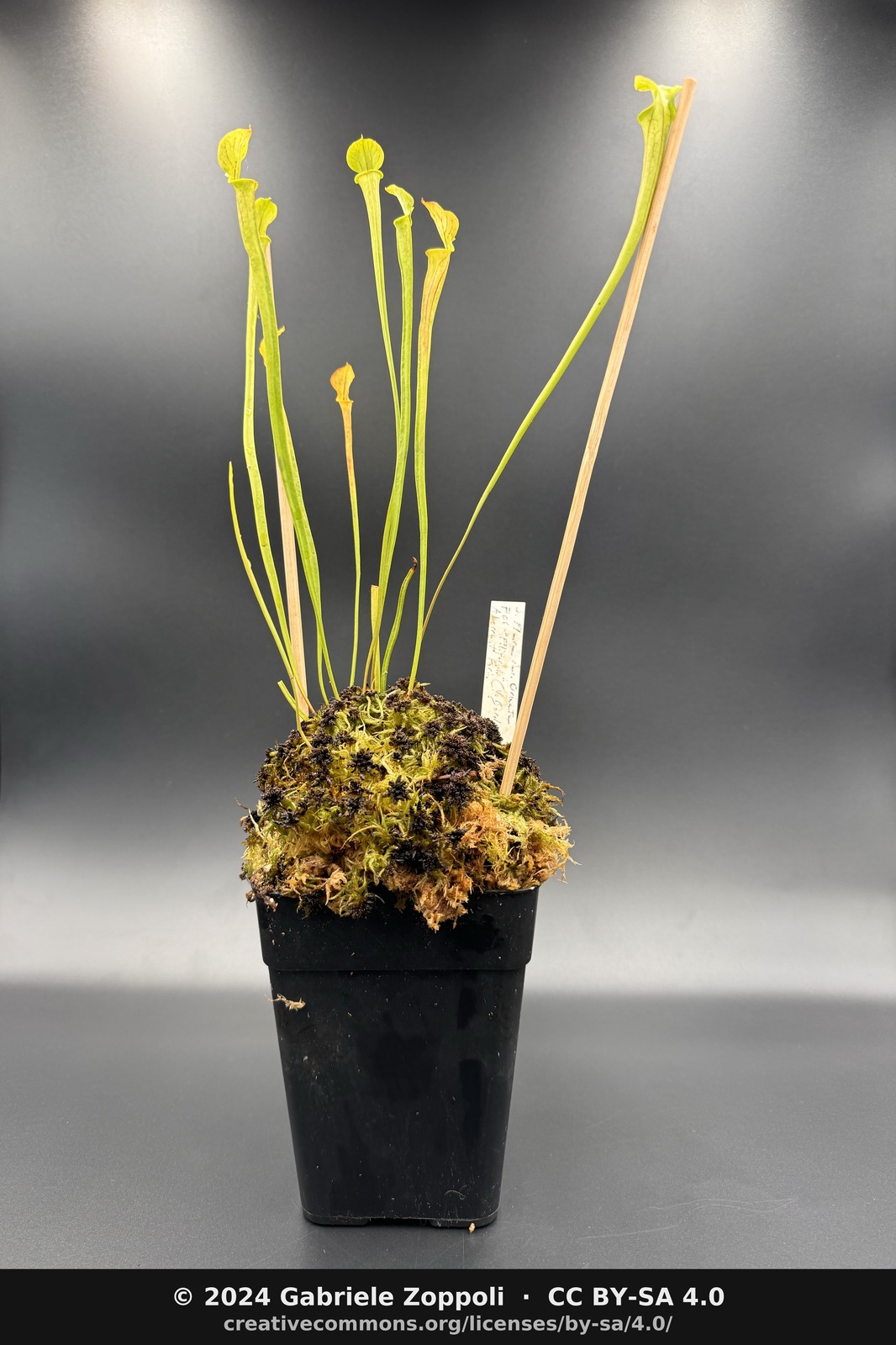 Sarracenia flava var. ornata FO6 Filiformis (V. Bordin), aberrant form