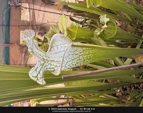 Sarracenia 'Hurricane Creek White' clone F