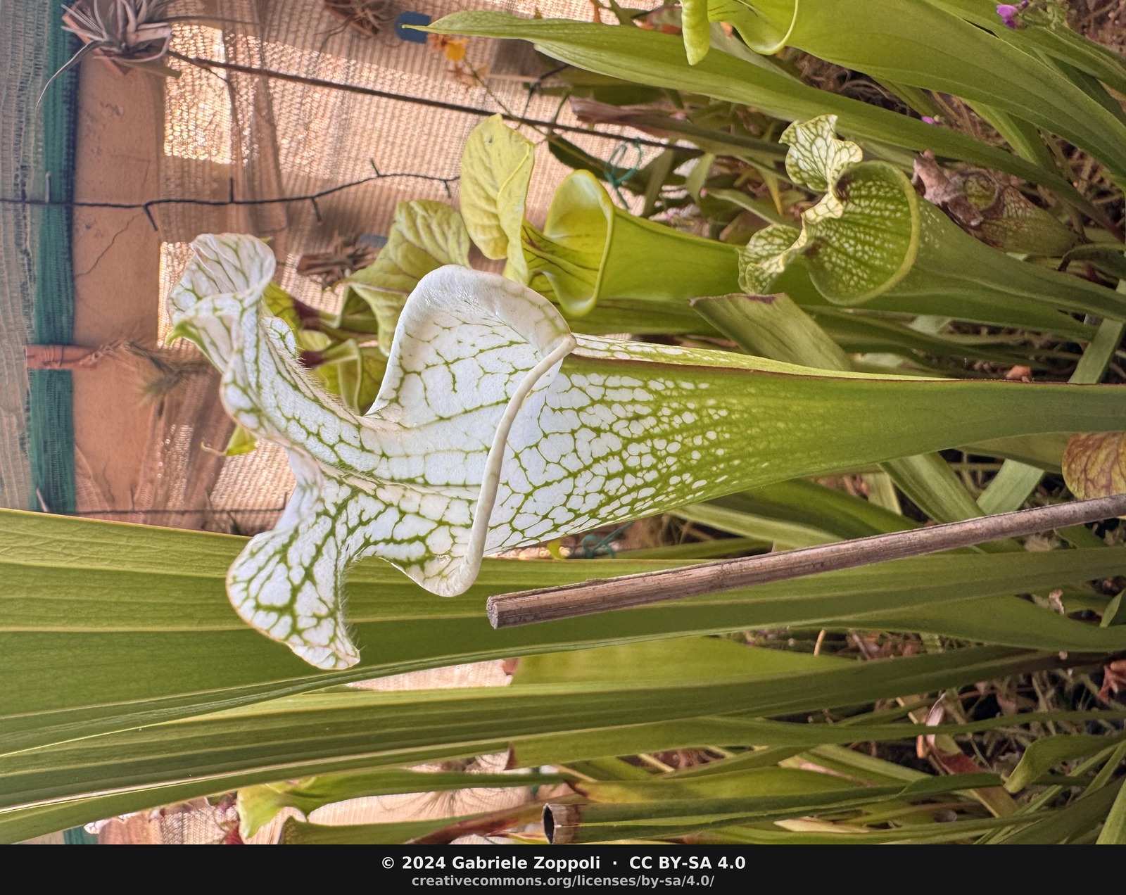 Sarracenia Hurricane Creek White