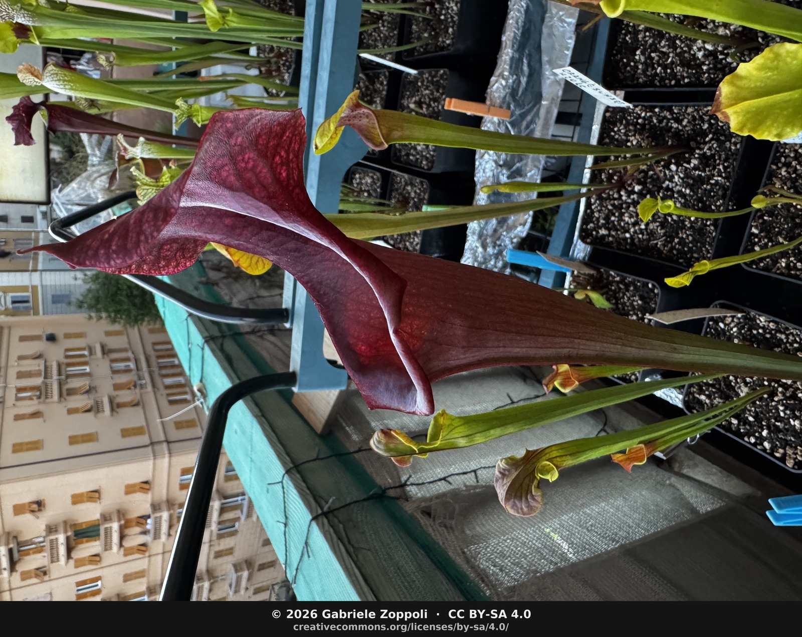 Sarracenia x 'Metallized'